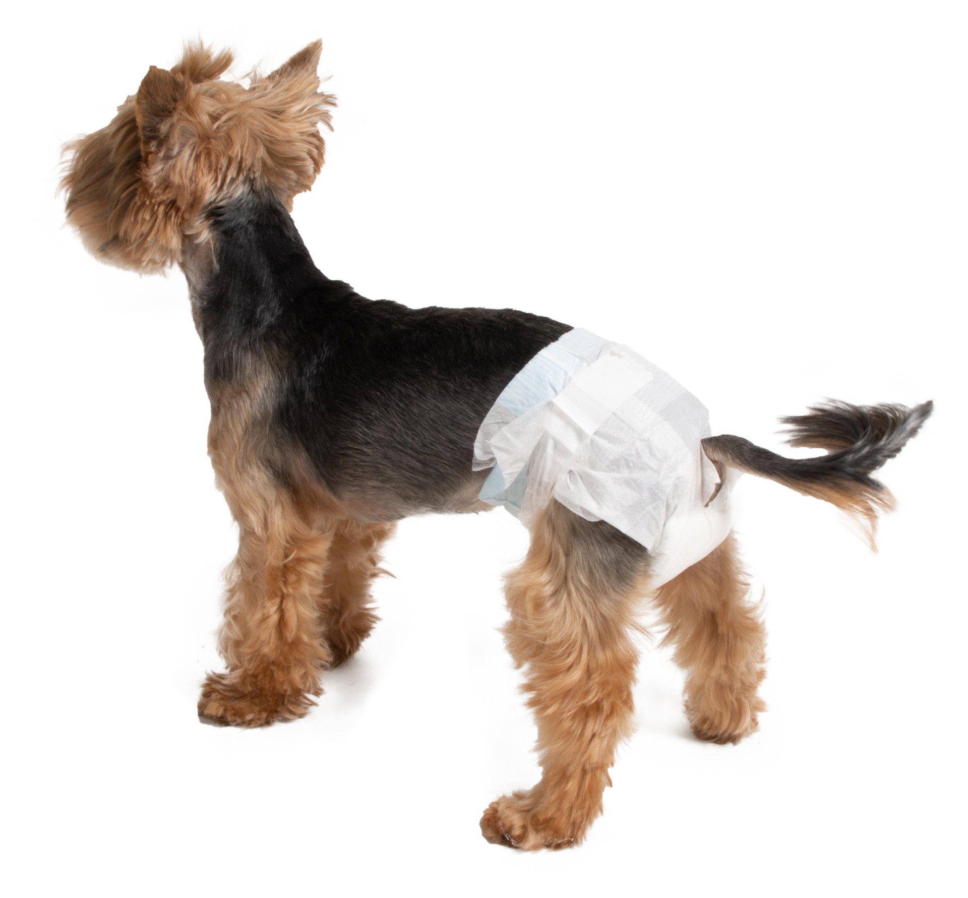 Farmcompany Pelene za pse, 32-48cm, 12 komada