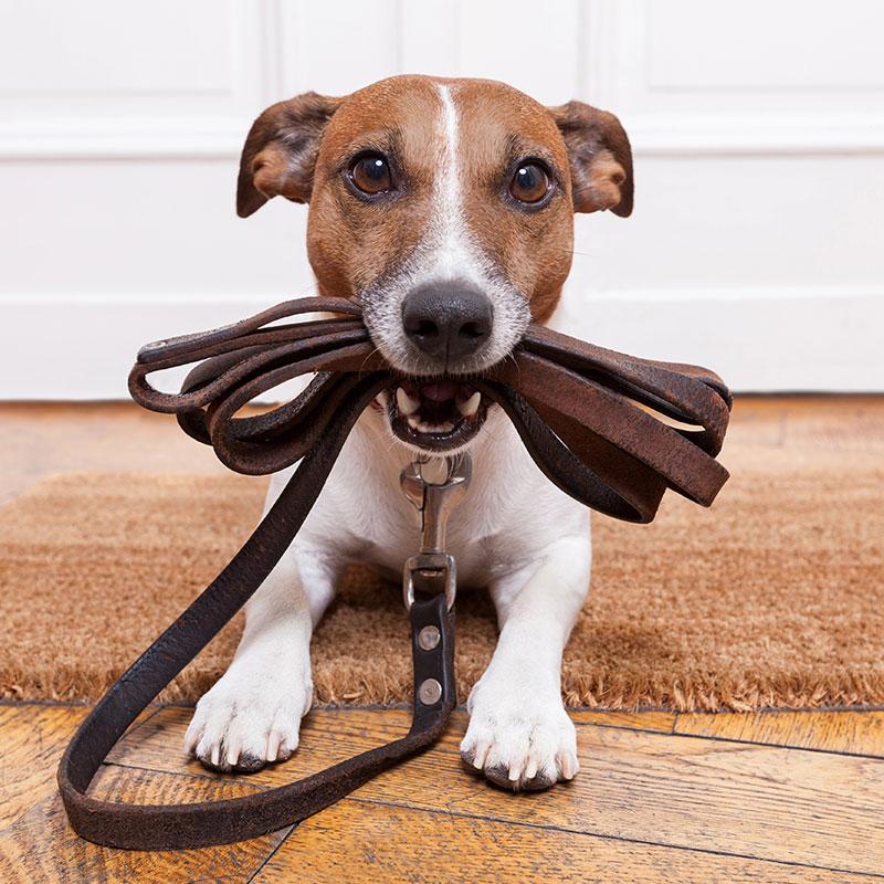 Ogrlice, povoci, amovi